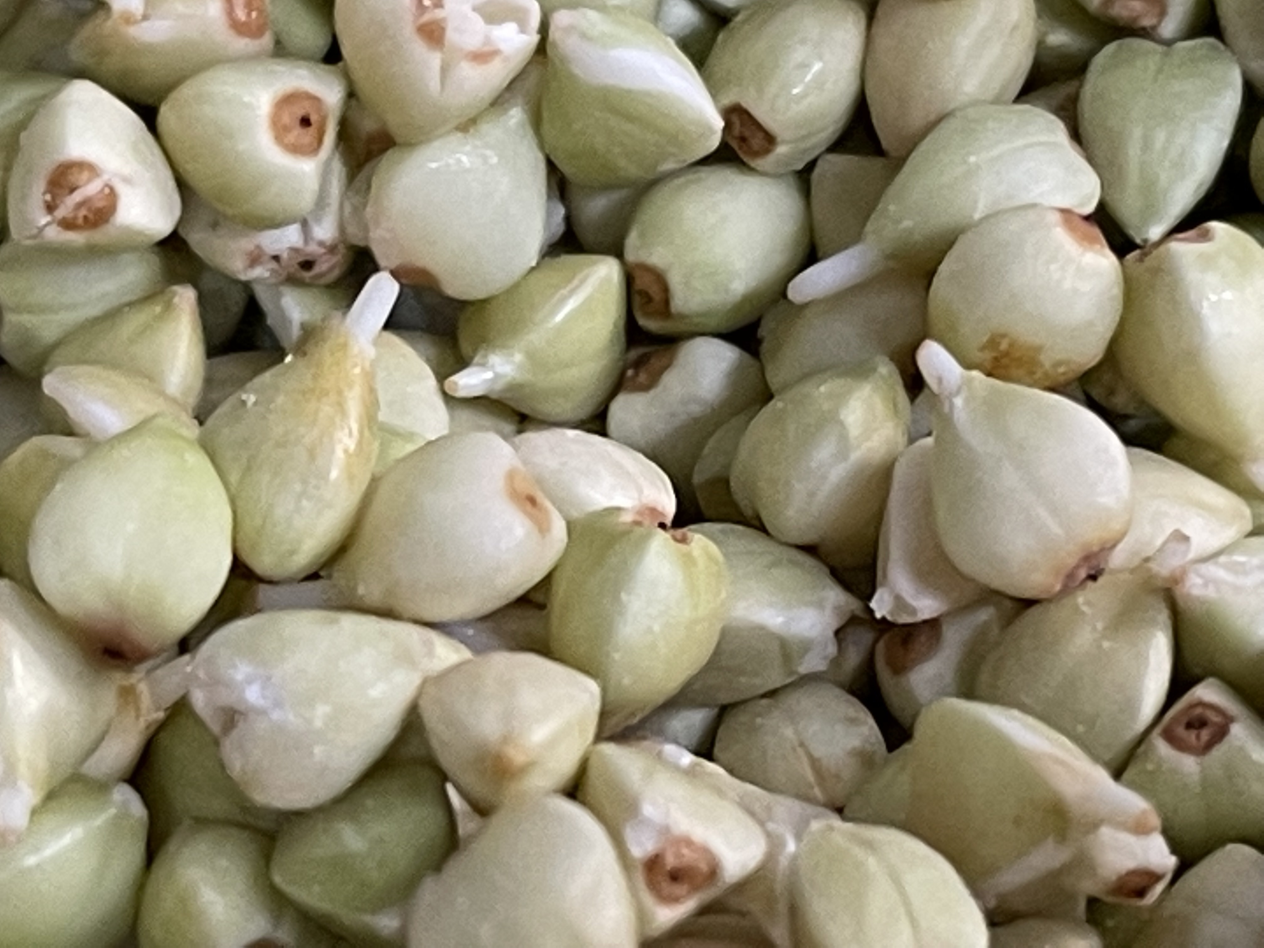 発芽十割蕎麦