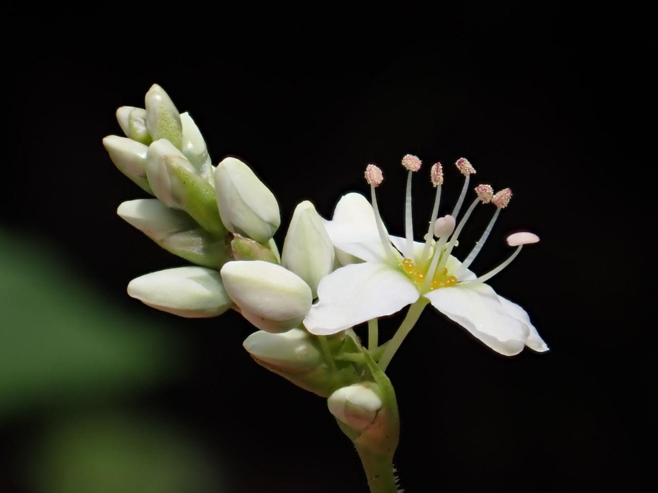 発芽十割蕎麦